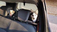 Dacia Lodgy image #2